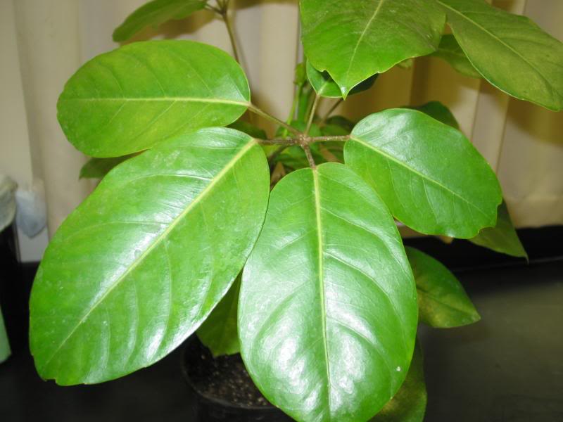 شفلرا آکتینوفیلا